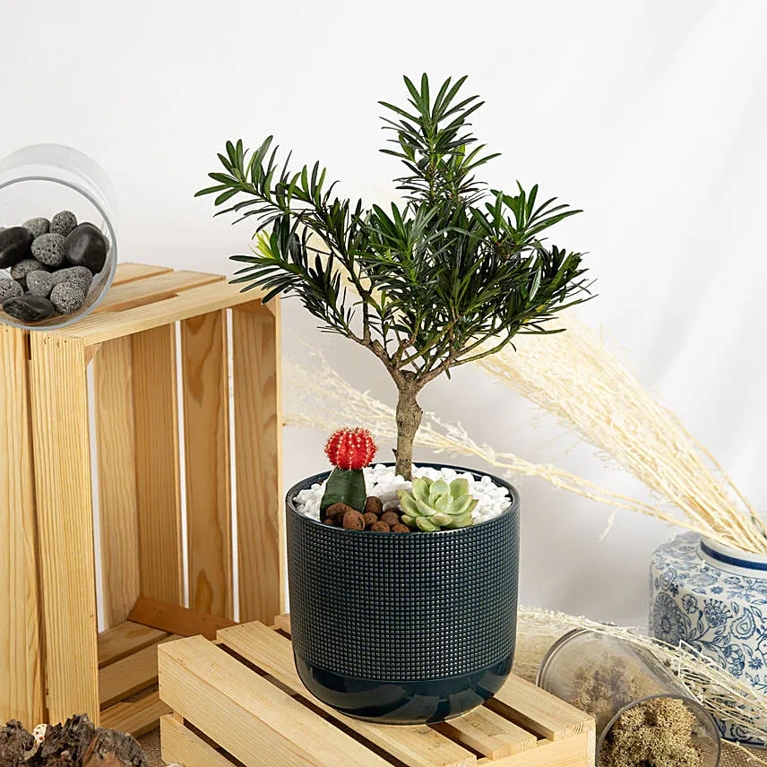 Buddhist Pine Bonsai Garden