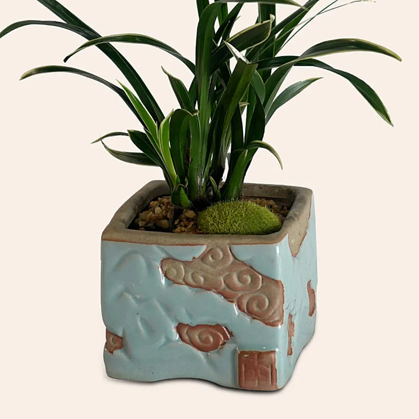 Spider Plant