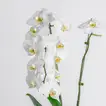 Elegant White Orchid in a Sleek Black Cube Vase