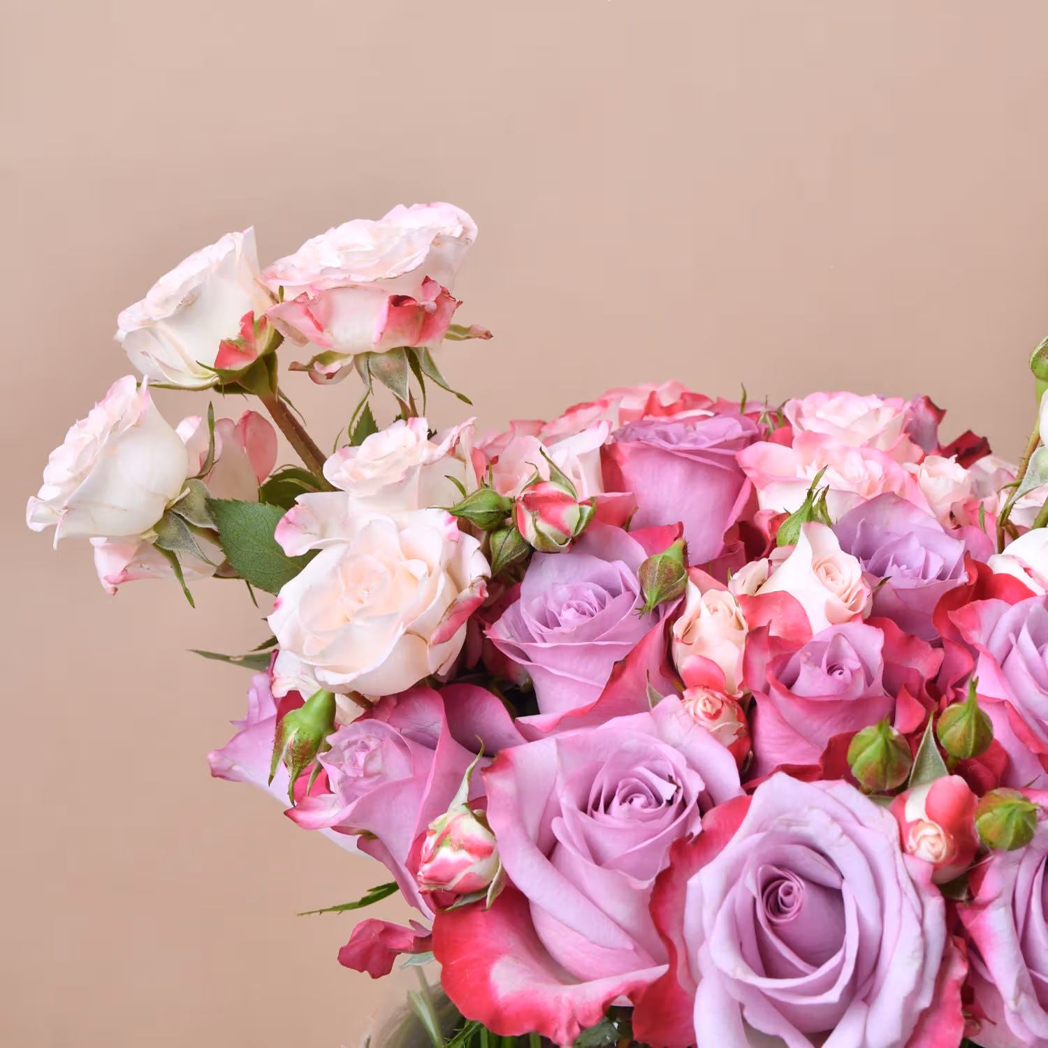 Pretty in Pink and Purple Roses