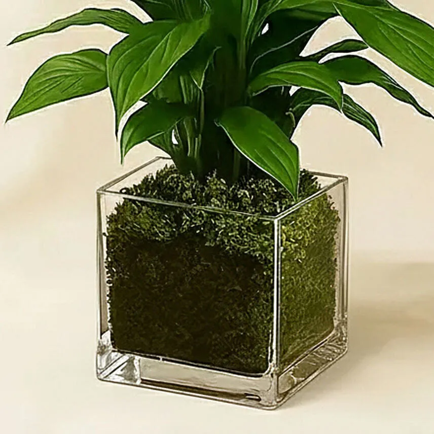 Amazing Peace Lily Plant in Glass Vase