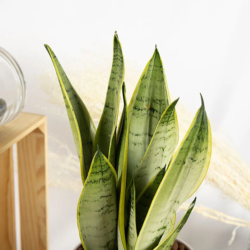 Moonshine Snake Plant