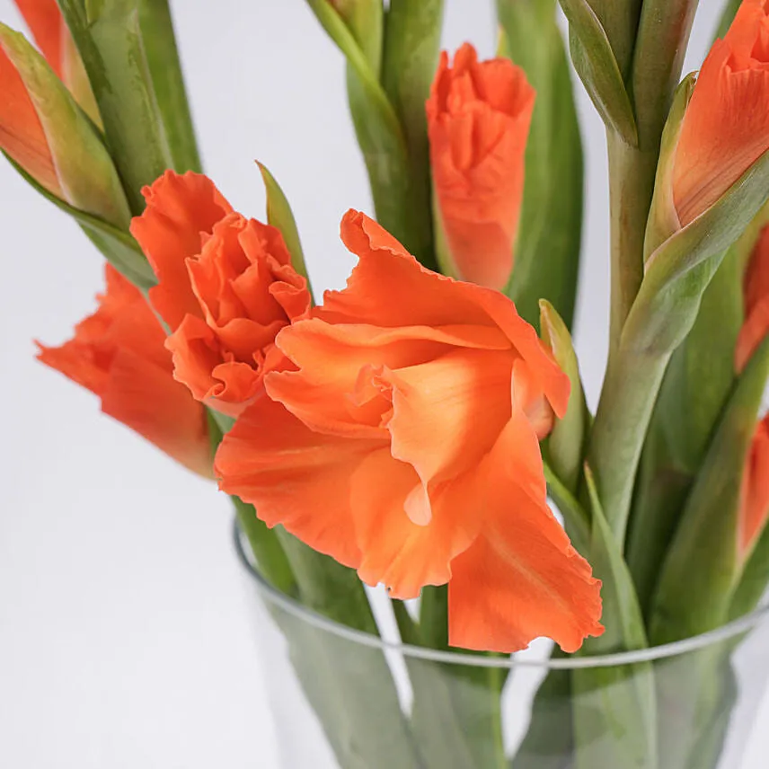Birthday Wishes Orange Gladiolus