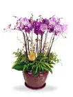 Majestic Orchidee - Phalaenopsis Orchids