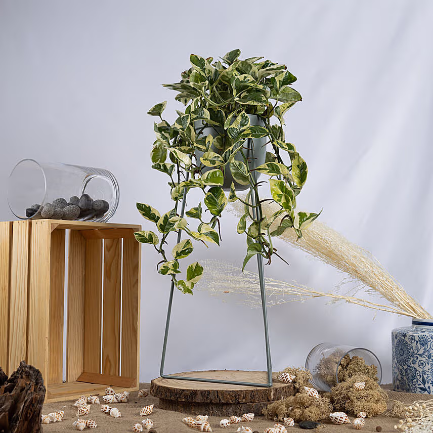 Joy Pothos in a Premium Stand